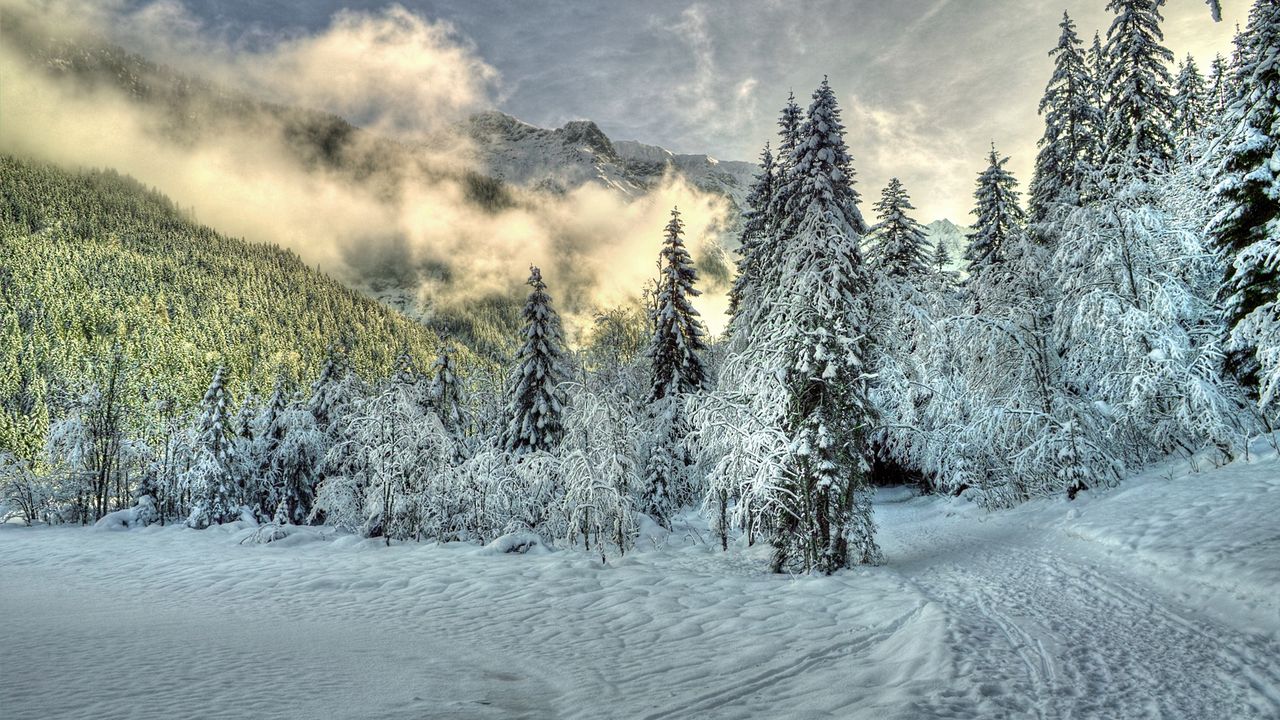 Wallpaper snow, fog, clouds, hills, winter, forest, spruce