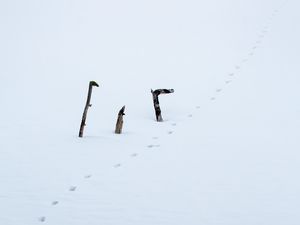 Preview wallpaper snow, footprints, logs, winter, white