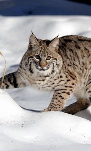 Preview wallpaper snow, forest, lynx, cat
