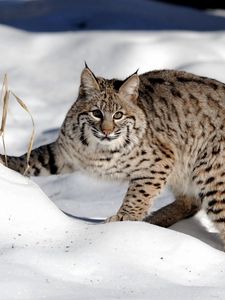 Preview wallpaper snow, forest, lynx, cat