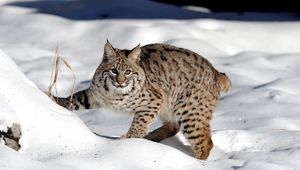 Preview wallpaper snow, forest, lynx, cat