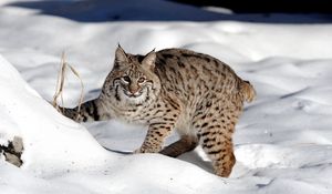 Preview wallpaper snow, forest, lynx, cat