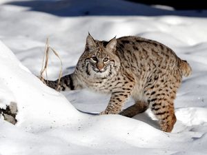 Preview wallpaper snow, forest, lynx, cat