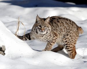 Preview wallpaper snow, forest, lynx, cat