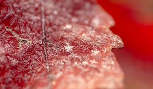 Preview wallpaper snow, frost, leaf, macro, autumn, winter