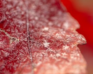 Preview wallpaper snow, frost, leaf, macro, autumn, winter