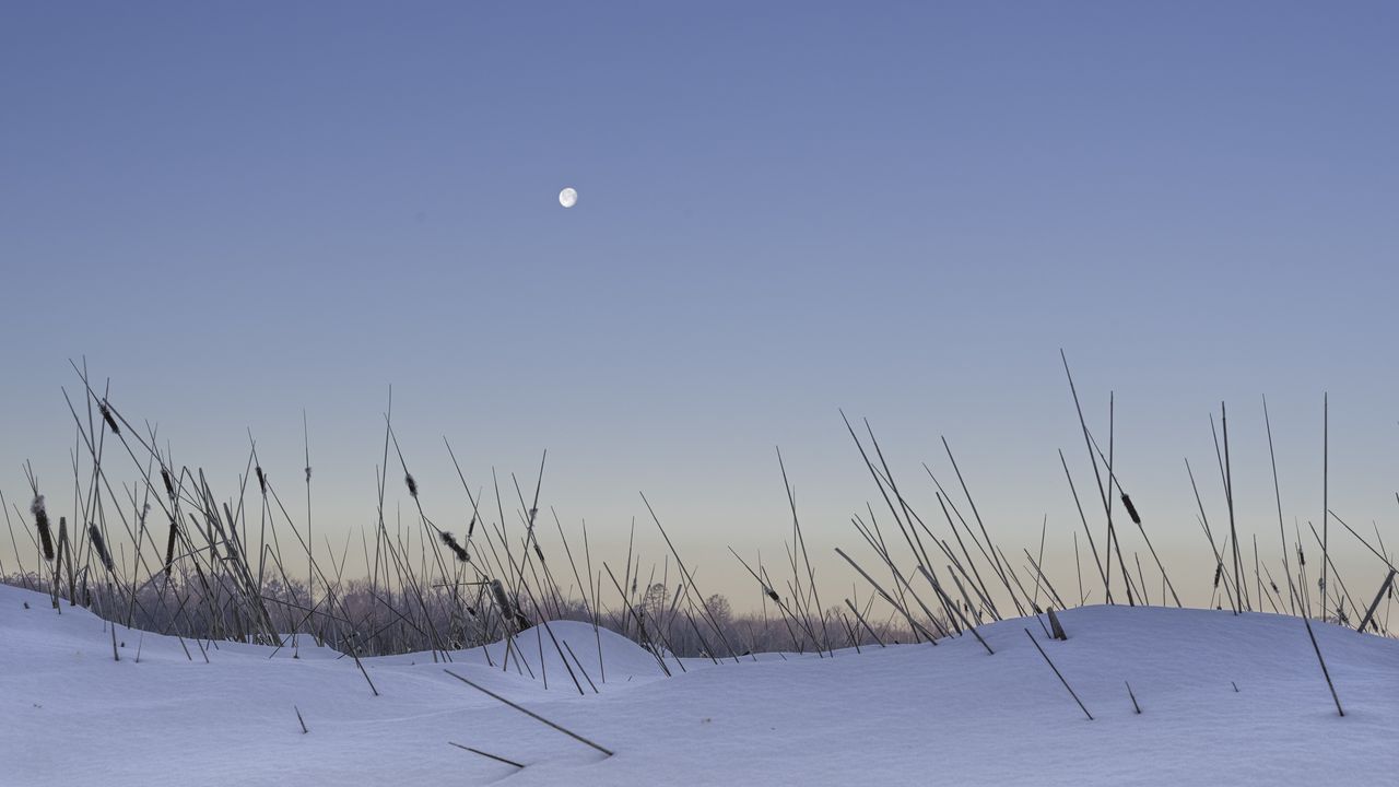 Wallpaper snow, grass, moon, evening