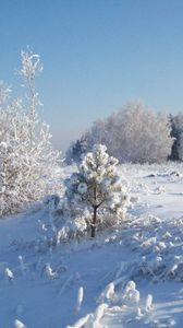 Preview wallpaper snow, hoarfrost, trees, cold