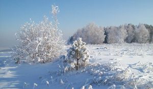 Preview wallpaper snow, hoarfrost, trees, cold