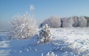 Preview wallpaper snow, hoarfrost, trees, cold