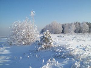 Preview wallpaper snow, hoarfrost, trees, cold