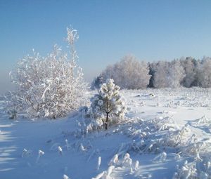 Preview wallpaper snow, hoarfrost, trees, cold