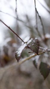 Preview wallpaper snow, leaves, branches, nature, macro