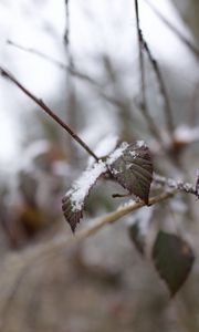 Preview wallpaper snow, leaves, branches, nature, macro