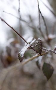 Preview wallpaper snow, leaves, branches, nature, macro