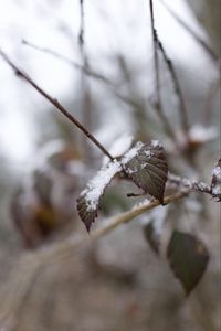 Preview wallpaper snow, leaves, branches, nature, macro