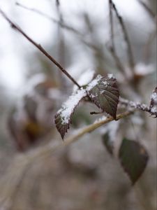 Preview wallpaper snow, leaves, branches, nature, macro