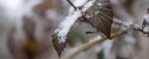 Preview wallpaper snow, leaves, branches, nature, macro