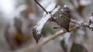 Preview wallpaper snow, leaves, branches, nature, macro