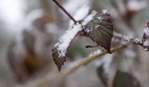 Preview wallpaper snow, leaves, branches, nature, macro