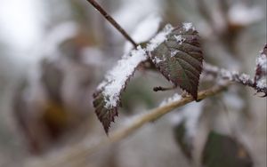 Preview wallpaper snow, leaves, branches, nature, macro