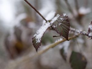 Preview wallpaper snow, leaves, branches, nature, macro