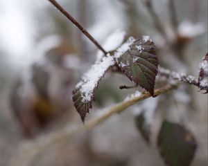 Preview wallpaper snow, leaves, branches, nature, macro