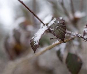 Preview wallpaper snow, leaves, branches, nature, macro