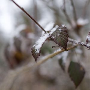 Preview wallpaper snow, leaves, branches, nature, macro