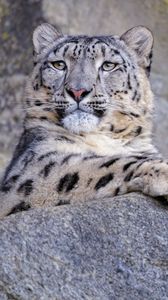 Preview wallpaper snow leopard, animal, big cat, gray, wild