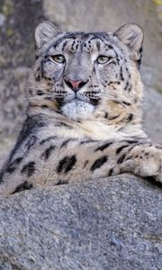 Preview wallpaper snow leopard, animal, big cat, gray, wild