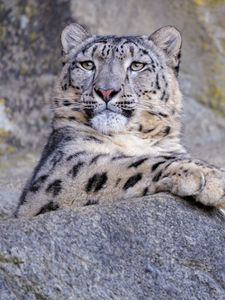 Preview wallpaper snow leopard, animal, big cat, gray, wild