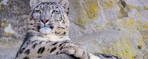 Preview wallpaper snow leopard, animal, big cat, gray, wild