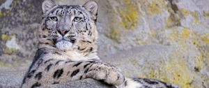 Preview wallpaper snow leopard, animal, big cat, gray, wild