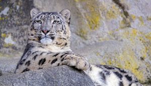 Preview wallpaper snow leopard, animal, big cat, gray, wild