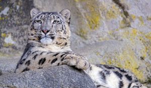 Preview wallpaper snow leopard, animal, big cat, gray, wild