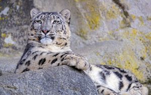 Preview wallpaper snow leopard, animal, big cat, gray, wild