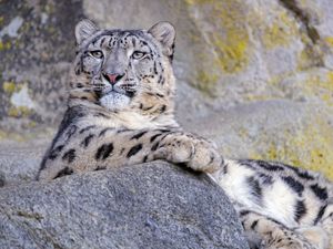 Preview wallpaper snow leopard, animal, big cat, gray, wild