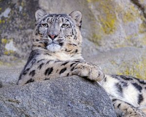 Preview wallpaper snow leopard, animal, big cat, gray, wild