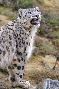 Preview wallpaper snow leopard, animal, big cat, gray