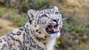 Preview wallpaper snow leopard, animal, big cat, gray