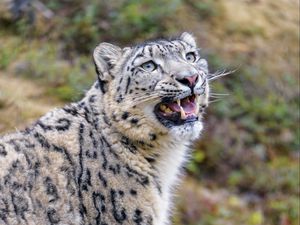 Preview wallpaper snow leopard, animal, big cat, gray