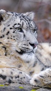 Preview wallpaper snow leopard, animal, big cat, predator, white