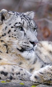 Preview wallpaper snow leopard, animal, big cat, predator, white