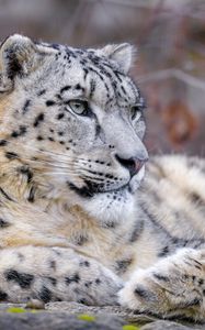 Preview wallpaper snow leopard, animal, big cat, predator, white