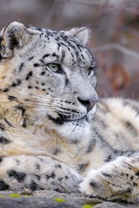 Preview wallpaper snow leopard, animal, big cat, predator, white