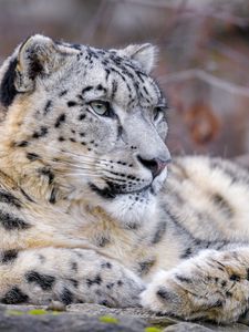 Preview wallpaper snow leopard, animal, big cat, predator, white