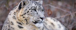 Preview wallpaper snow leopard, animal, big cat, predator, white