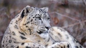 Preview wallpaper snow leopard, animal, big cat, predator, white