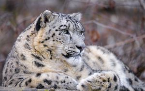 Preview wallpaper snow leopard, animal, big cat, predator, white